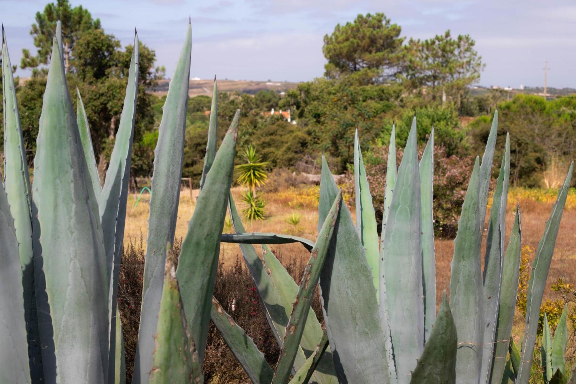 Monte Da Urze - Agroturismo *